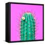 Cactus - Neon Pink Minimal Stillife-Indigo Photo Club-Framed Stretched Canvas