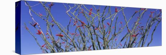 Cactus, Ocotillo-null-Stretched Canvas
