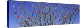Cactus, Ocotillo-null-Stretched Canvas