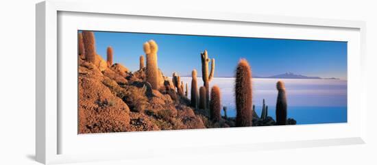 Cactus on a Hill, Salar De Uyuni, Potosi, Bolivia-null-Framed Photographic Print