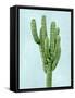 Cactus on Blue I-Mia Jensen-Framed Stretched Canvas