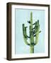 Cactus on Blue II-Mia Jensen-Framed Art Print