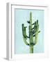 Cactus on Blue II-Mia Jensen-Framed Art Print