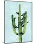 Cactus on Blue II-Mia Jensen-Mounted Art Print