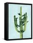 Cactus on Blue II-Mia Jensen-Framed Stretched Canvas