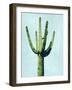 Cactus on Blue III-Mia Jensen-Framed Art Print