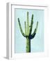 Cactus on Blue III-Mia Jensen-Framed Art Print