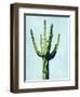 Cactus on Blue III-Mia Jensen-Framed Art Print