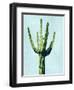 Cactus on Blue III-Mia Jensen-Framed Art Print