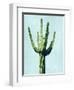 Cactus on Blue III-Mia Jensen-Framed Art Print