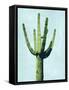 Cactus on Blue III-Mia Jensen-Framed Stretched Canvas