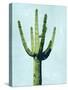 Cactus on Blue III-Mia Jensen-Stretched Canvas