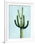 Cactus on Blue IV-Mia Jensen-Framed Art Print