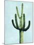 Cactus on Blue IV-Mia Jensen-Mounted Art Print