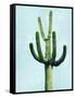 Cactus on Blue IV-Mia Jensen-Framed Stretched Canvas