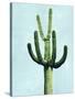 Cactus on Blue IV-Mia Jensen-Stretched Canvas
