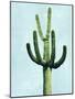 Cactus on Blue IV-Mia Jensen-Mounted Art Print