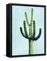 Cactus on Blue IV-Mia Jensen-Framed Stretched Canvas