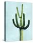 Cactus on Blue IV-Mia Jensen-Stretched Canvas