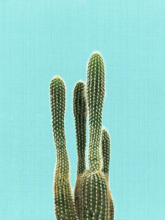 https://imgc.allpostersimages.com/img/posters/cactus-on-blue_u-L-F8C6WW0.jpg?artPerspective=n
