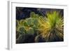 Cactus on Malpais Nature Trail, Valley of Fires Natural Recreation Area, Carrizozo, New Mexico, Usa-Russ Bishop-Framed Photographic Print