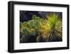 Cactus on Malpais Nature Trail, Valley of Fires Natural Recreation Area, Carrizozo, New Mexico, Usa-Russ Bishop-Framed Photographic Print