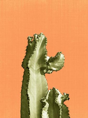 https://imgc.allpostersimages.com/img/posters/cactus-on-orange_u-L-F8C76L0.jpg?artPerspective=n