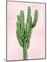 Cactus on Pink I-Mia Jensen-Mounted Art Print