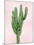 Cactus on Pink I-Mia Jensen-Mounted Art Print