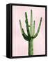 Cactus on Pink III-Mia Jensen-Framed Stretched Canvas