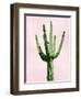 Cactus on Pink III-Mia Jensen-Framed Art Print