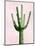 Cactus on Pink III-Mia Jensen-Mounted Art Print