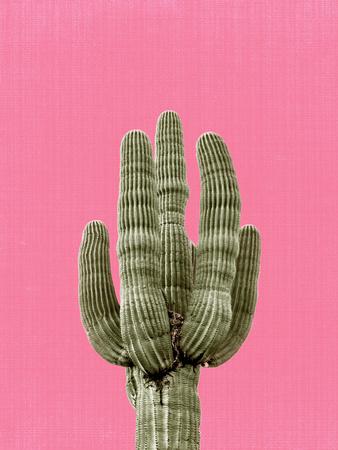 https://imgc.allpostersimages.com/img/posters/cactus-on-pink_u-L-F8C68N0.jpg?artPerspective=n