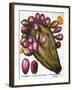 Cactus: Opuntia, 1613-Besler Basilius-Framed Giclee Print