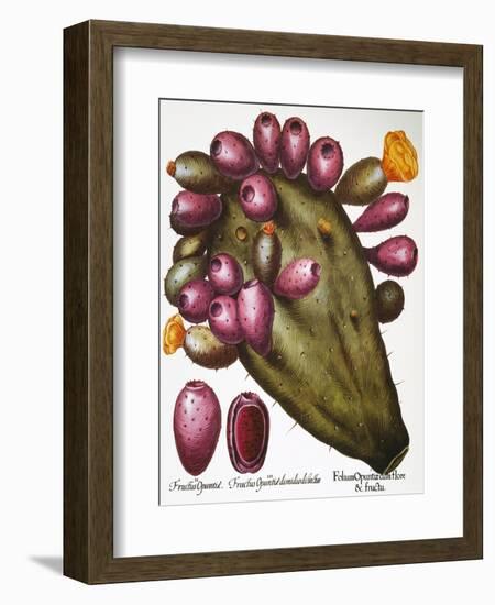 Cactus: Opuntia, 1613-Besler Basilius-Framed Giclee Print