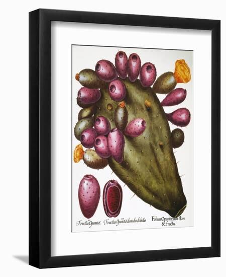 Cactus: Opuntia, 1613-Besler Basilius-Framed Giclee Print