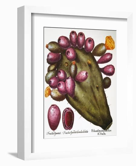 Cactus: Opuntia, 1613-Besler Basilius-Framed Giclee Print