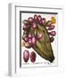 Cactus: Opuntia, 1613-Besler Basilius-Framed Giclee Print