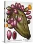 Cactus: Opuntia, 1613-Besler Basilius-Stretched Canvas