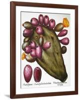 Cactus: Opuntia, 1613-Besler Basilius-Framed Giclee Print