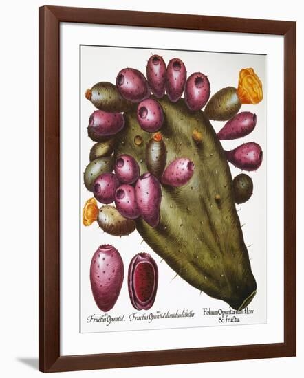 Cactus: Opuntia, 1613-Besler Basilius-Framed Giclee Print