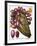 Cactus: Opuntia, 1613-Besler Basilius-Framed Giclee Print