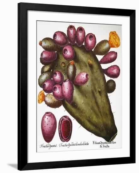 Cactus: Opuntia, 1613-Besler Basilius-Framed Giclee Print