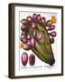 Cactus: Opuntia, 1613-Besler Basilius-Framed Giclee Print