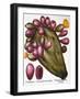 Cactus: Opuntia, 1613-Besler Basilius-Framed Giclee Print