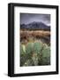 Cactus Overcast-Bob Larson-Framed Art Print