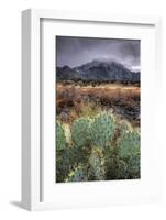 Cactus Overcast-Bob Larson-Framed Art Print