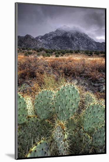Cactus Overcast-Bob Larson-Mounted Art Print