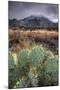 Cactus Overcast-Bob Larson-Mounted Art Print