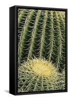 Cactus Pattern (Cheiridopsis Tuberculata)-Adam Jones-Framed Stretched Canvas